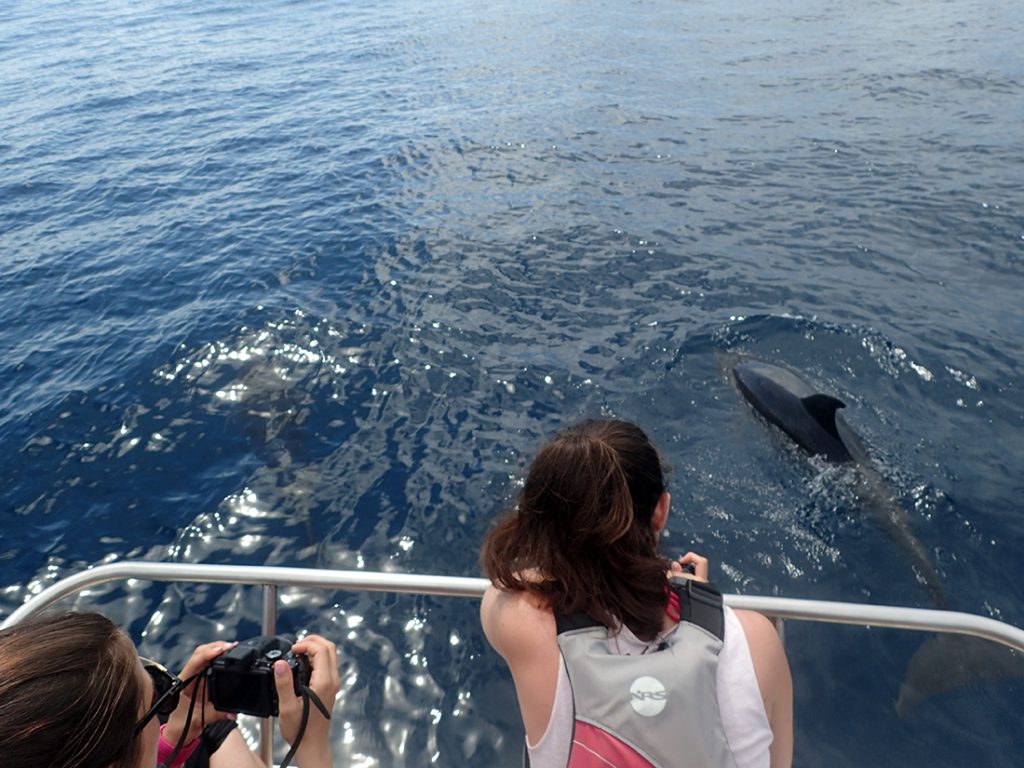 ATV + DOLPHIN TOUR