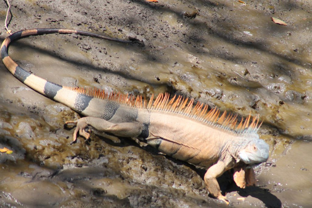 Palo Verde Boat Tour