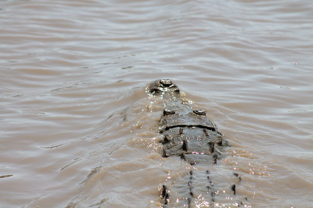 Palo Verde Boat Tour
