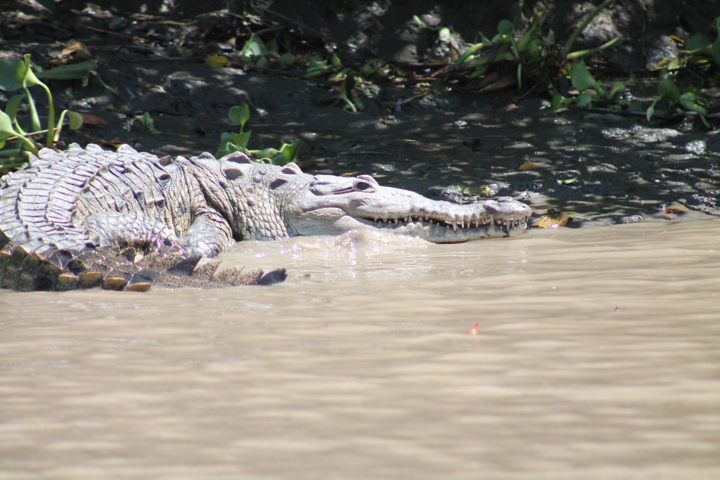 Palo Verde Boat Tour