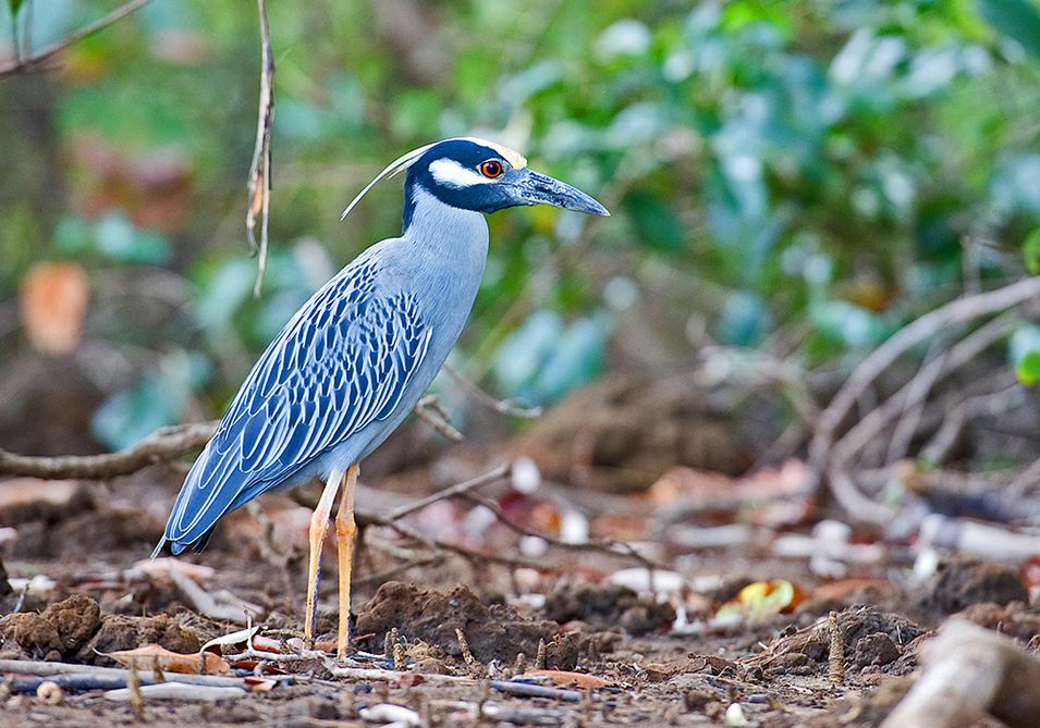 Nosara Costa Rica’s Natural Reserve